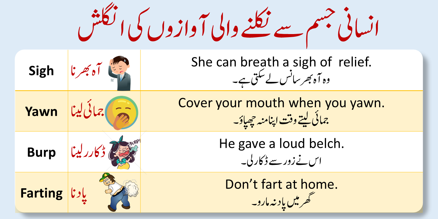 Parts of Body with Urdu meanings, Body Parts Vocabulary in Urdu  English  vocabulary words learning, English phrases sentences, English vocabulary  words