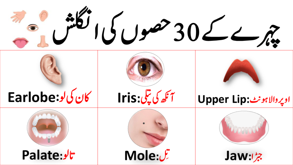 30 Parts Of Face In English And Urdu PDF Charagheilm   Featured Image 1024x576 